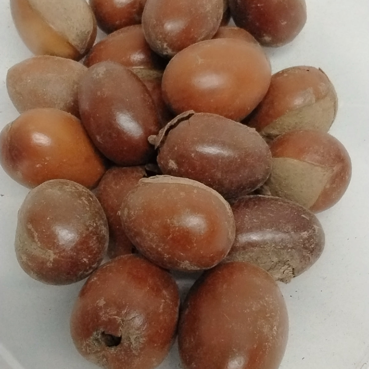 2pcs Eso Emi/Sheabutter Tree Seeds