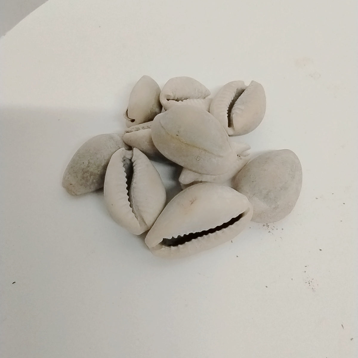 20pcs African Authentic/Natural Cowries/Owo Eyo