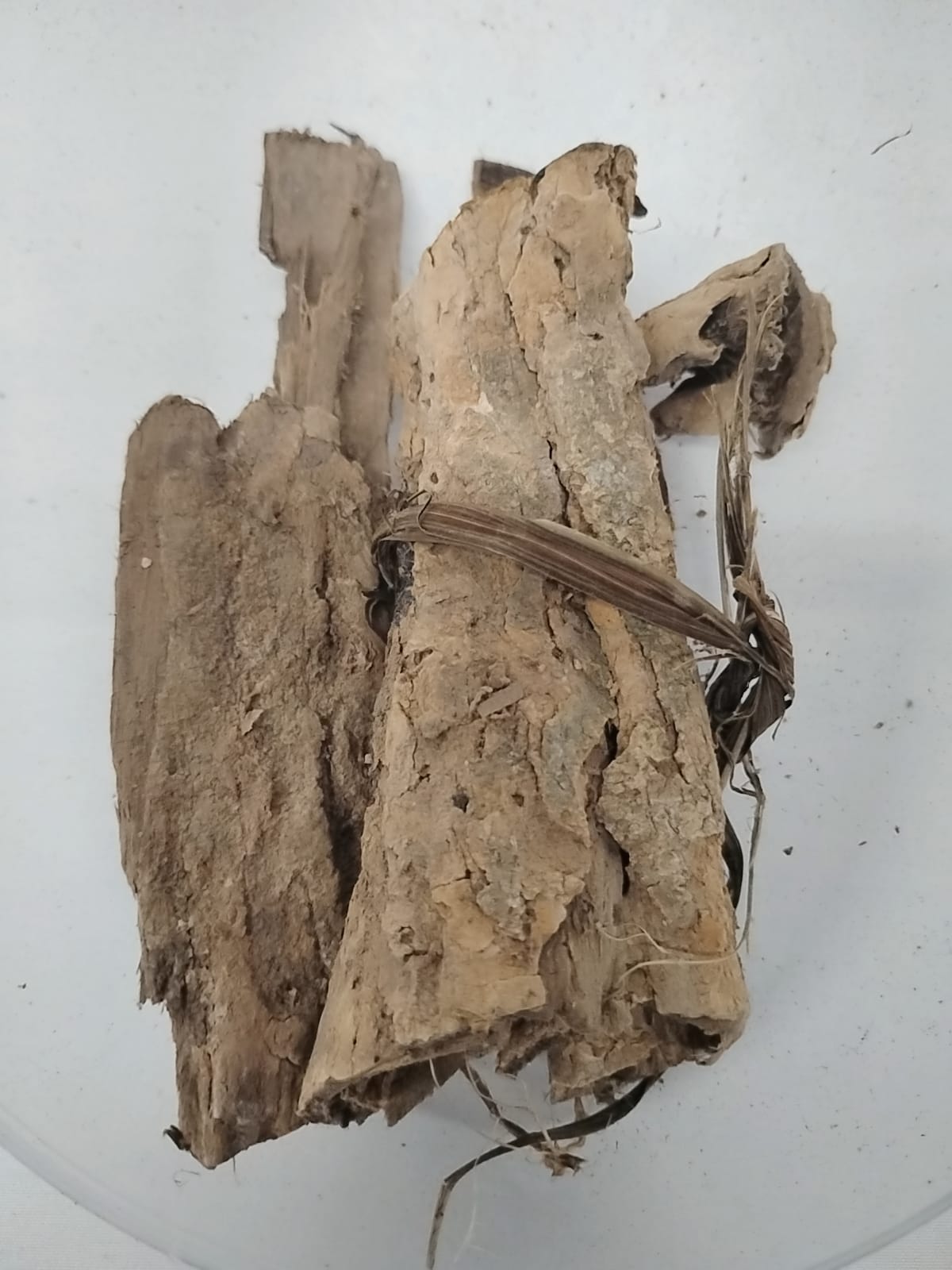 Epo Oruru/Spathodea Gampanolata