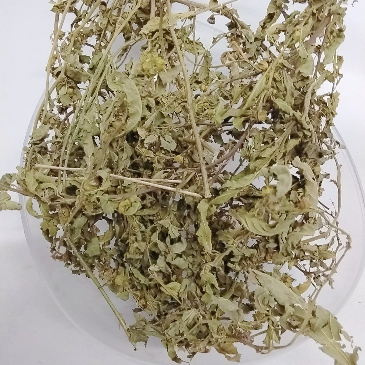 Ewe Osepotu/Sida Acuta/Wireweed/Broom Weed/Common Wireweed/Dried Herbs