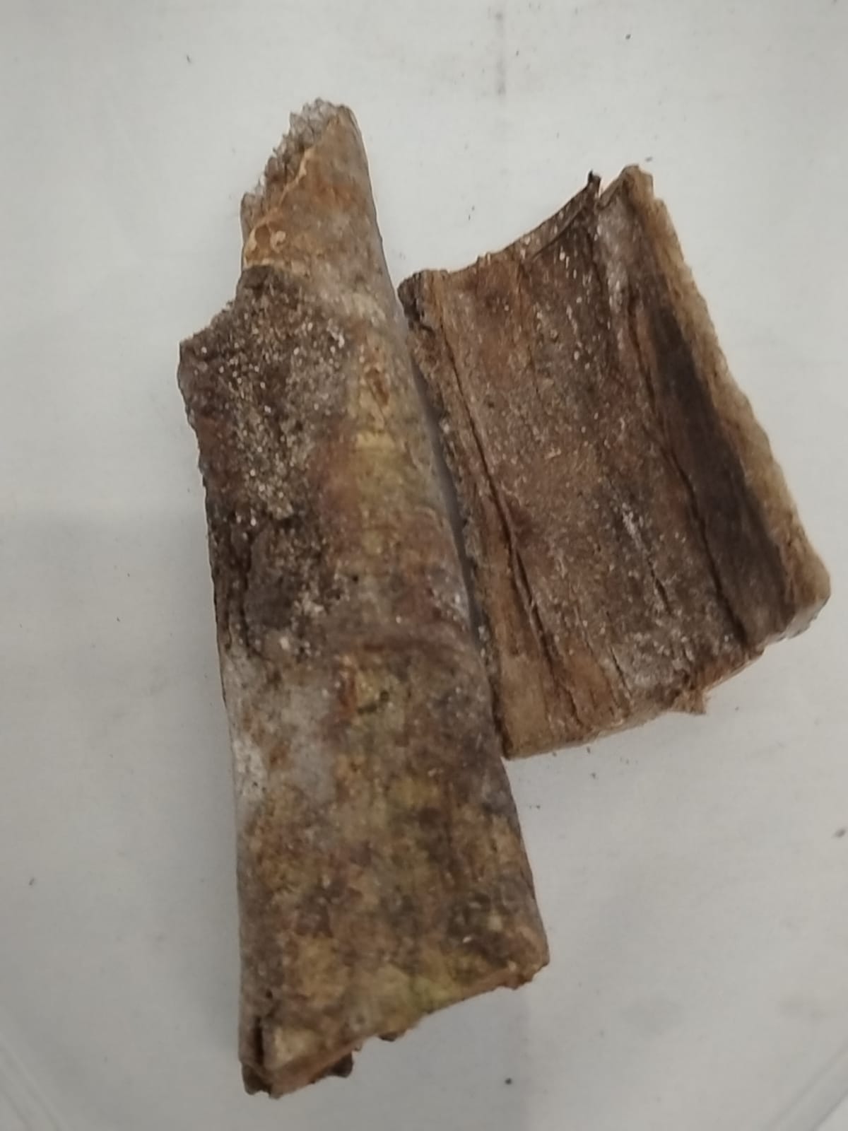 Epo Oguro/Palm Tree Bark/Arecaceae