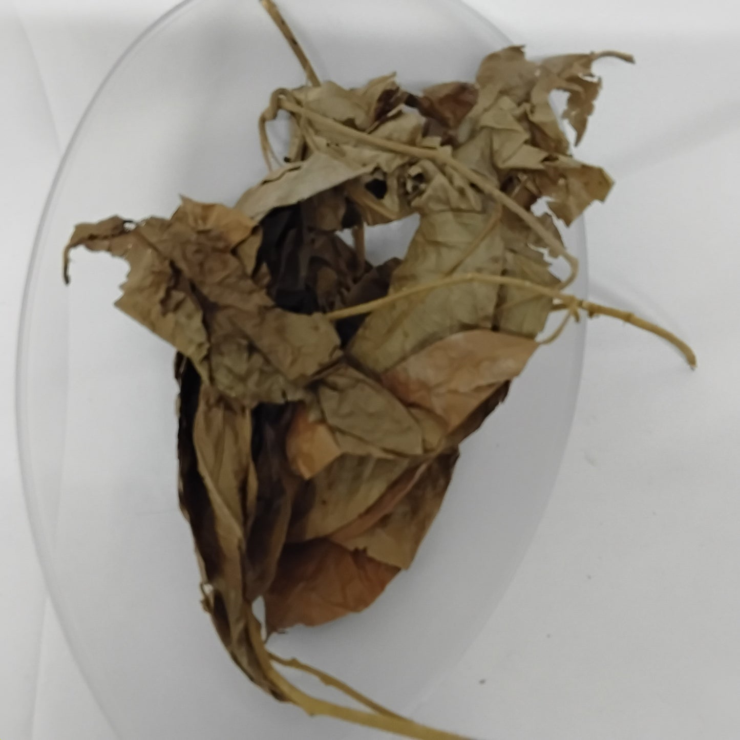 Ewe Gbegbe/Urumbia/Eriagbo/Dried Icacina Trichantha