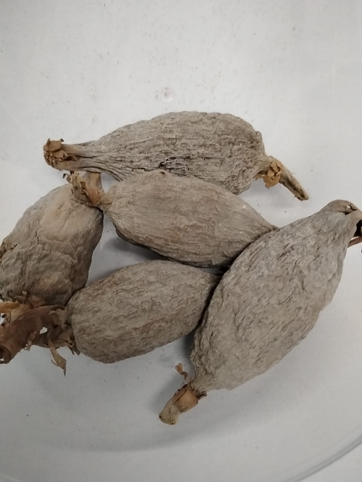 5pcs Africa Alligator Pepper/Ataare