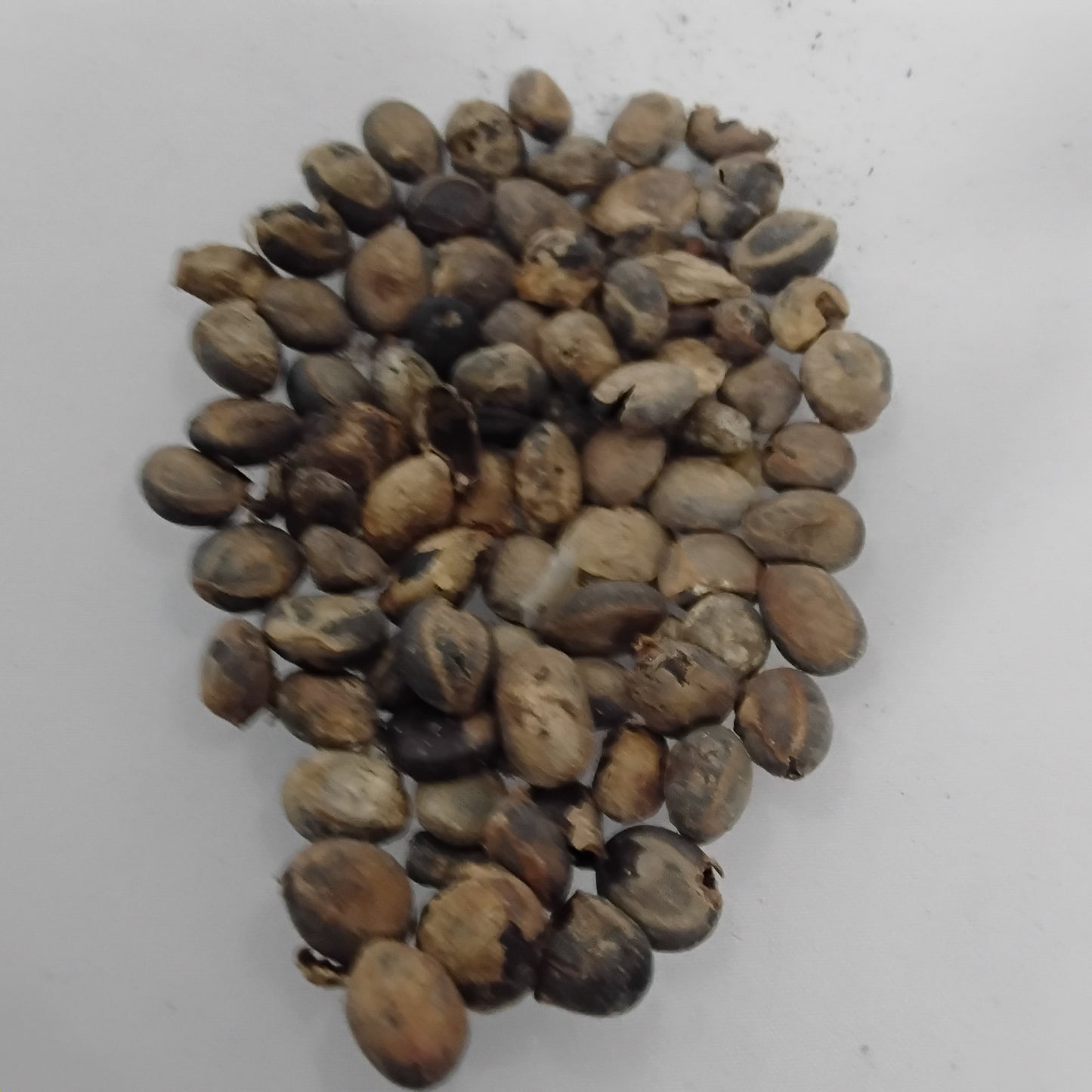 Eso Iyere/Guinea Pippere/Ashanti Pepper Seeds