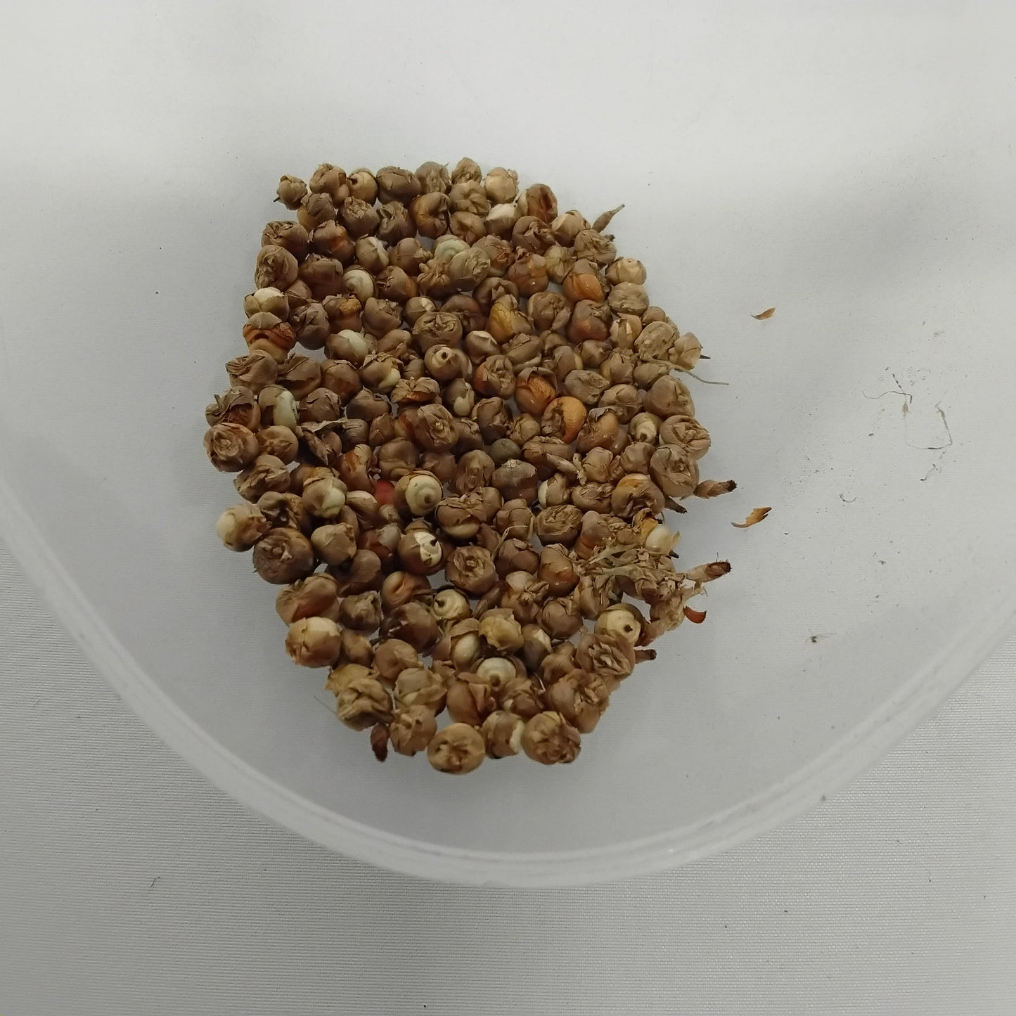 Eso Labelabe/African Serenity Berry Seeds/Scleria Reflexa Seeds