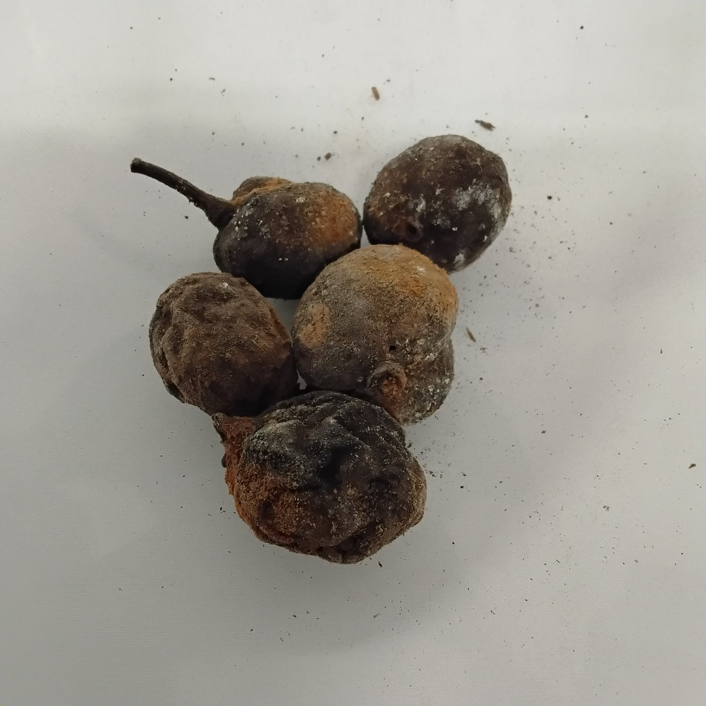 Eso Abo/Litsea Manopetala Seeds