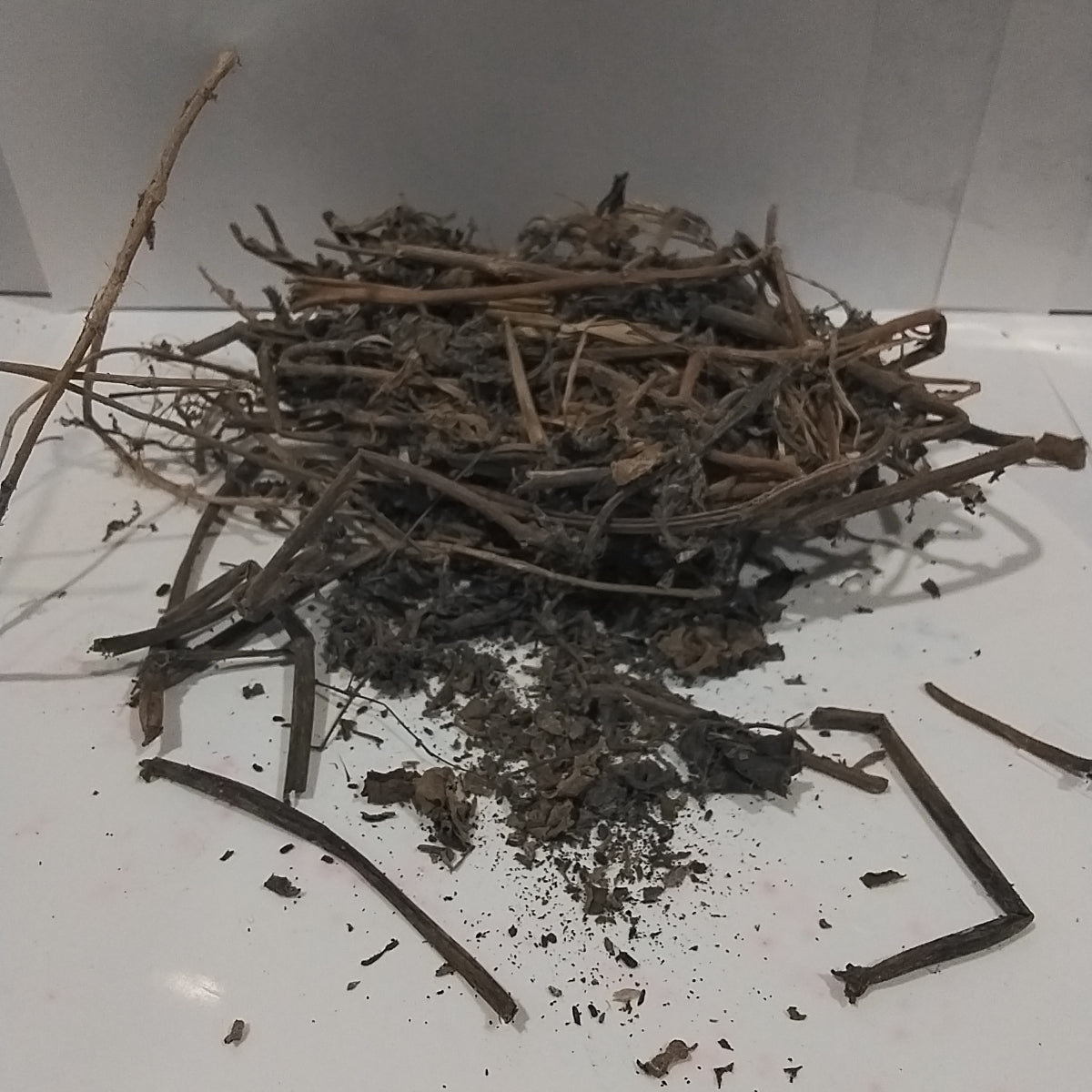 Ewe etiponla/ Hogweed/Dried spreading hogweed/Boerhaavia Diffusa