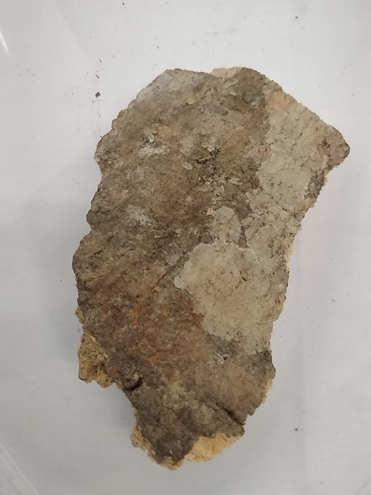 2.5oz Epo Orogbo/Bitterkola Tree Bark/Garcinia Afzelii Bark