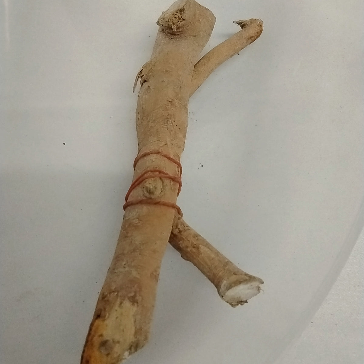 Egbo Osunsun/ Cattle Sticks/ Carpolobia Lutea