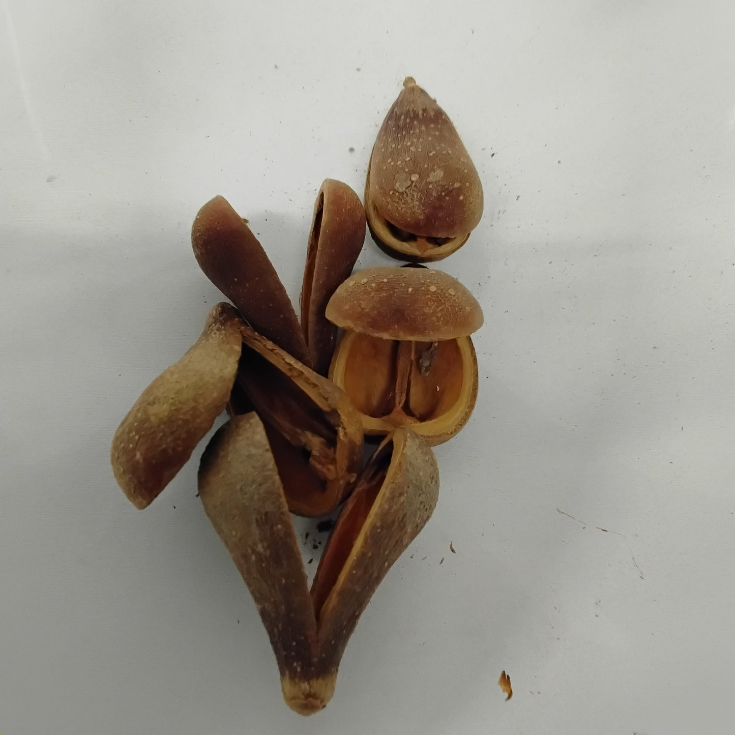 Eso Opele/Ekuele/Opele Seeds/Ese Aguntan/Divination Seeds For Ifa Readings/Orunka Divination Seeds
