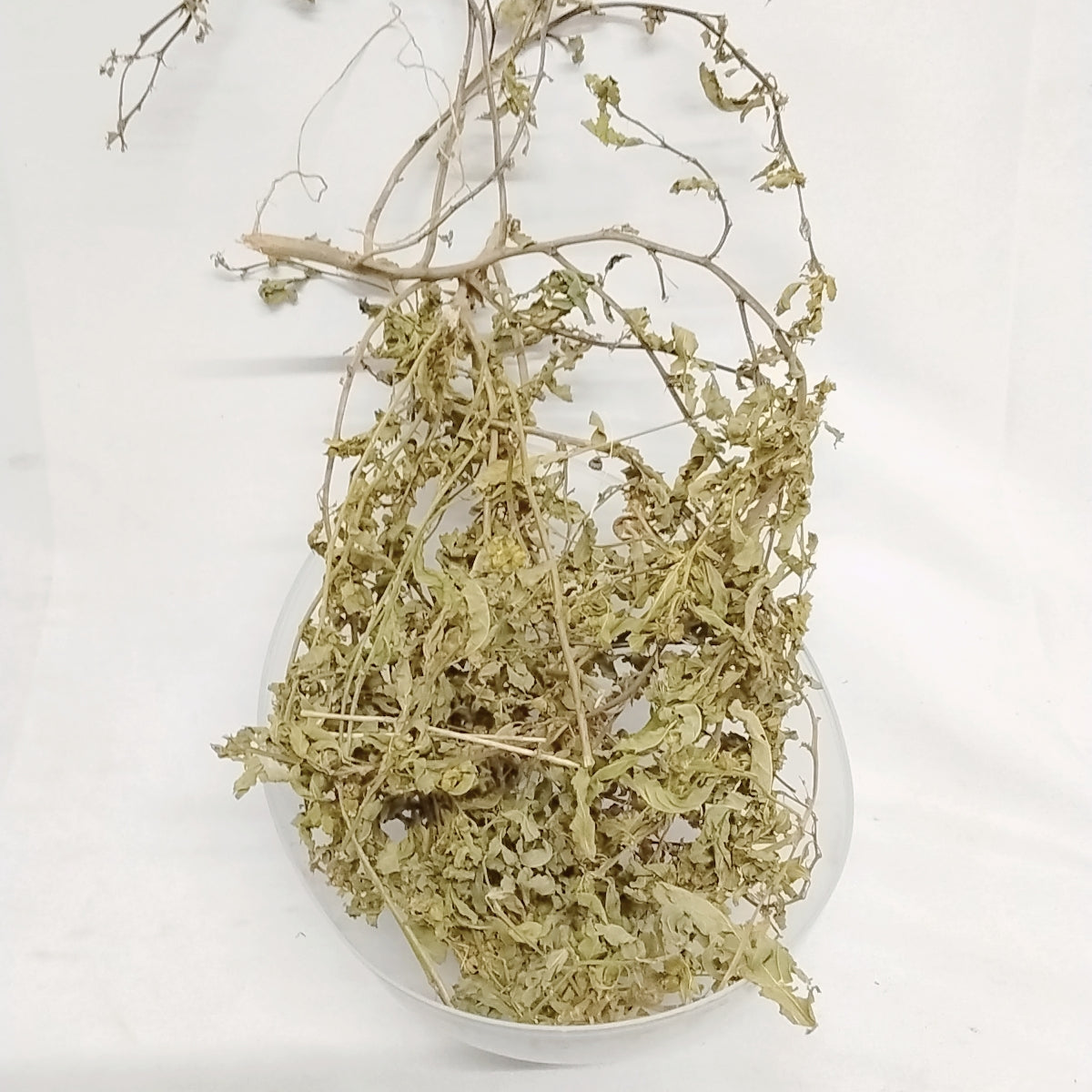 Ewe Osepotu/Sida Acuta/Wireweed/Broom Weed/Common Wireweed/Dried Herbs