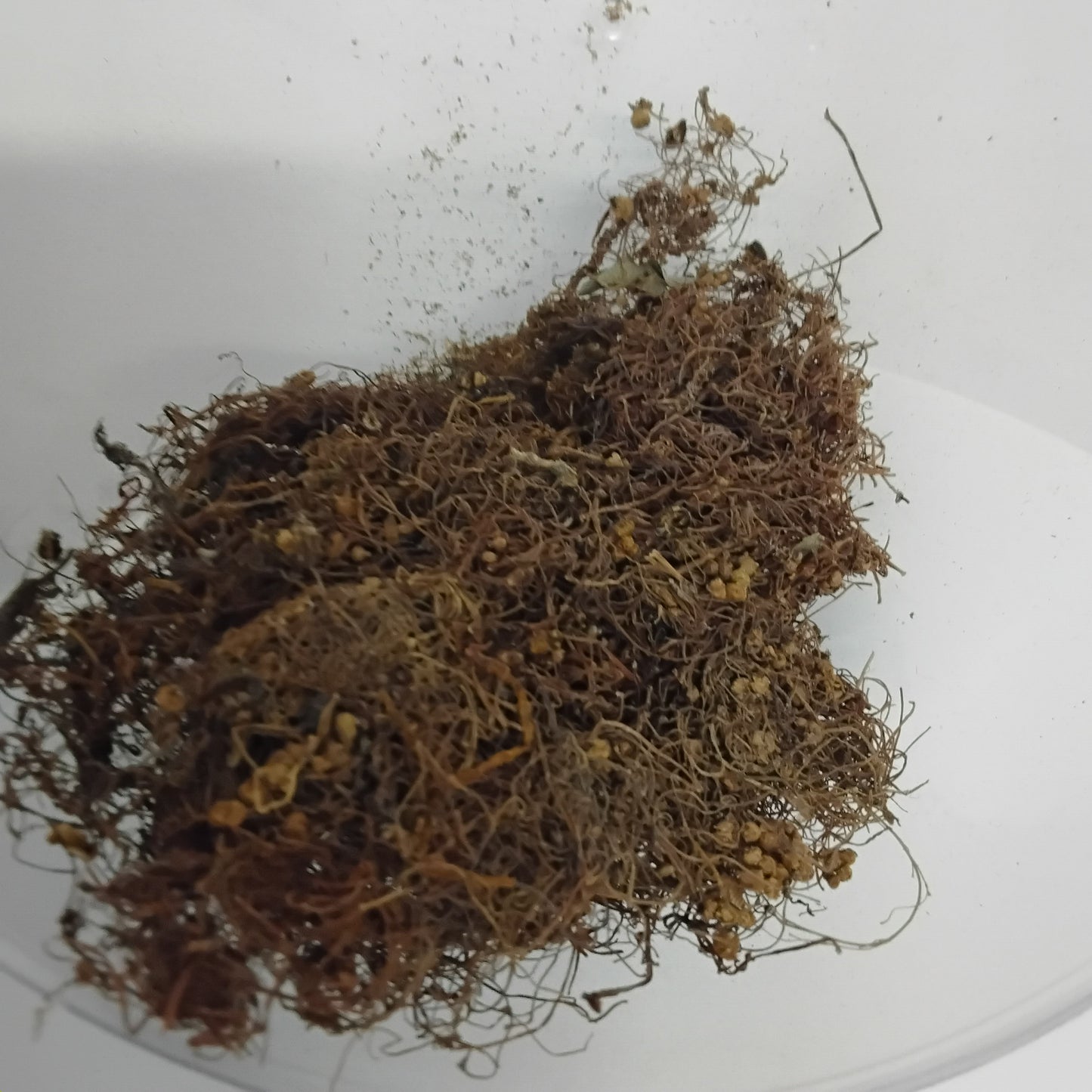 Ewe Omonigelegele/Cassytha Filiformis/Love -Vine/Dodder/Fish Net