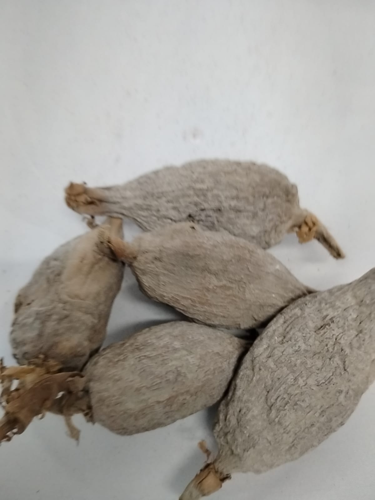5pcs Africa Alligator Pepper/Ataare