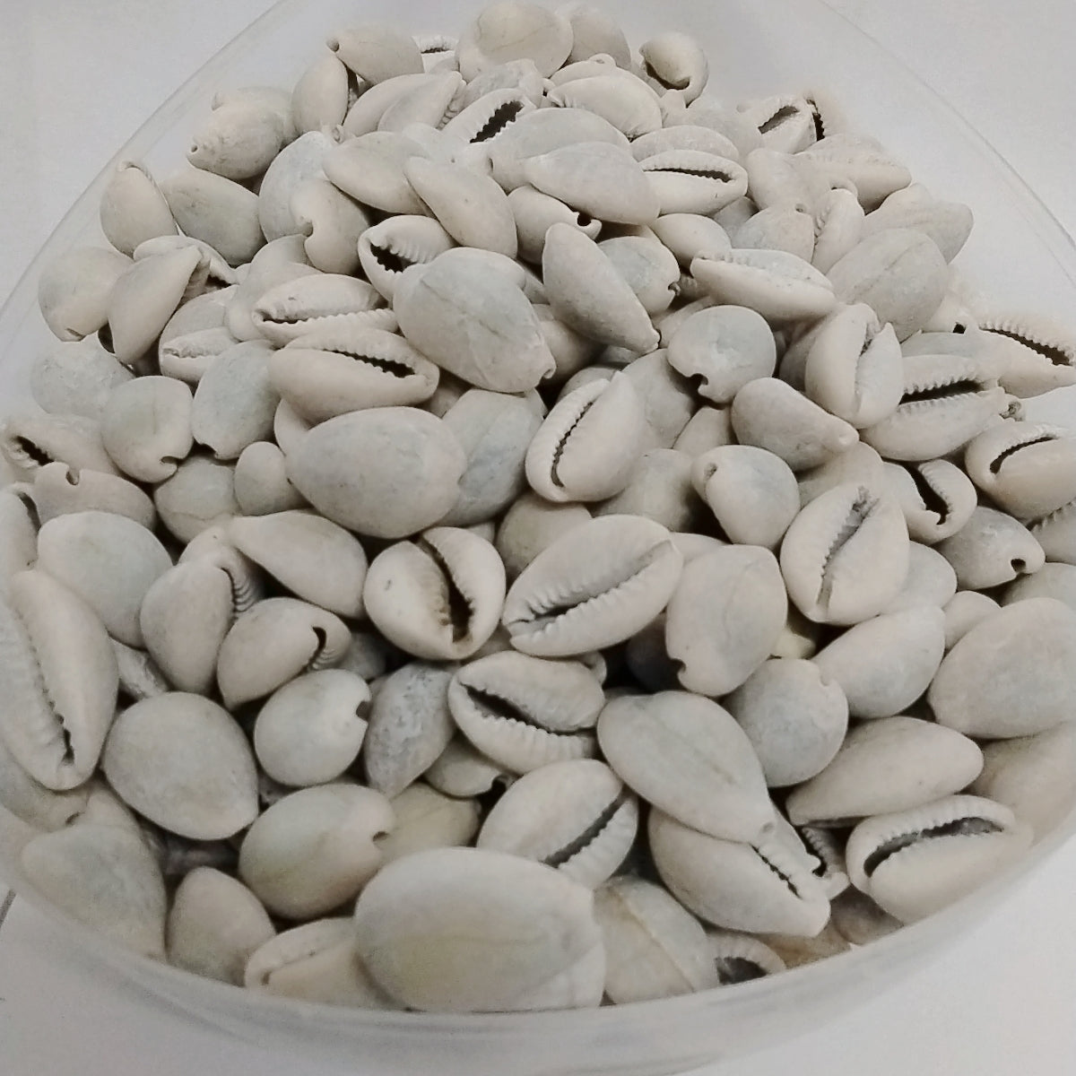 20pcs African Authentic/Natural Cowries/Owo Eyo