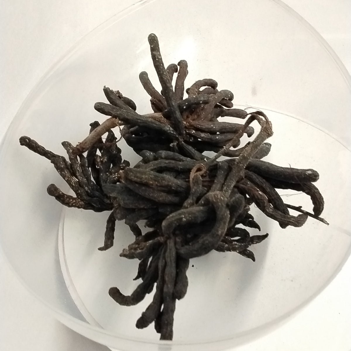 Eru Awoka/Uda Seeds/Regroup Pepper/African  Whentiaa