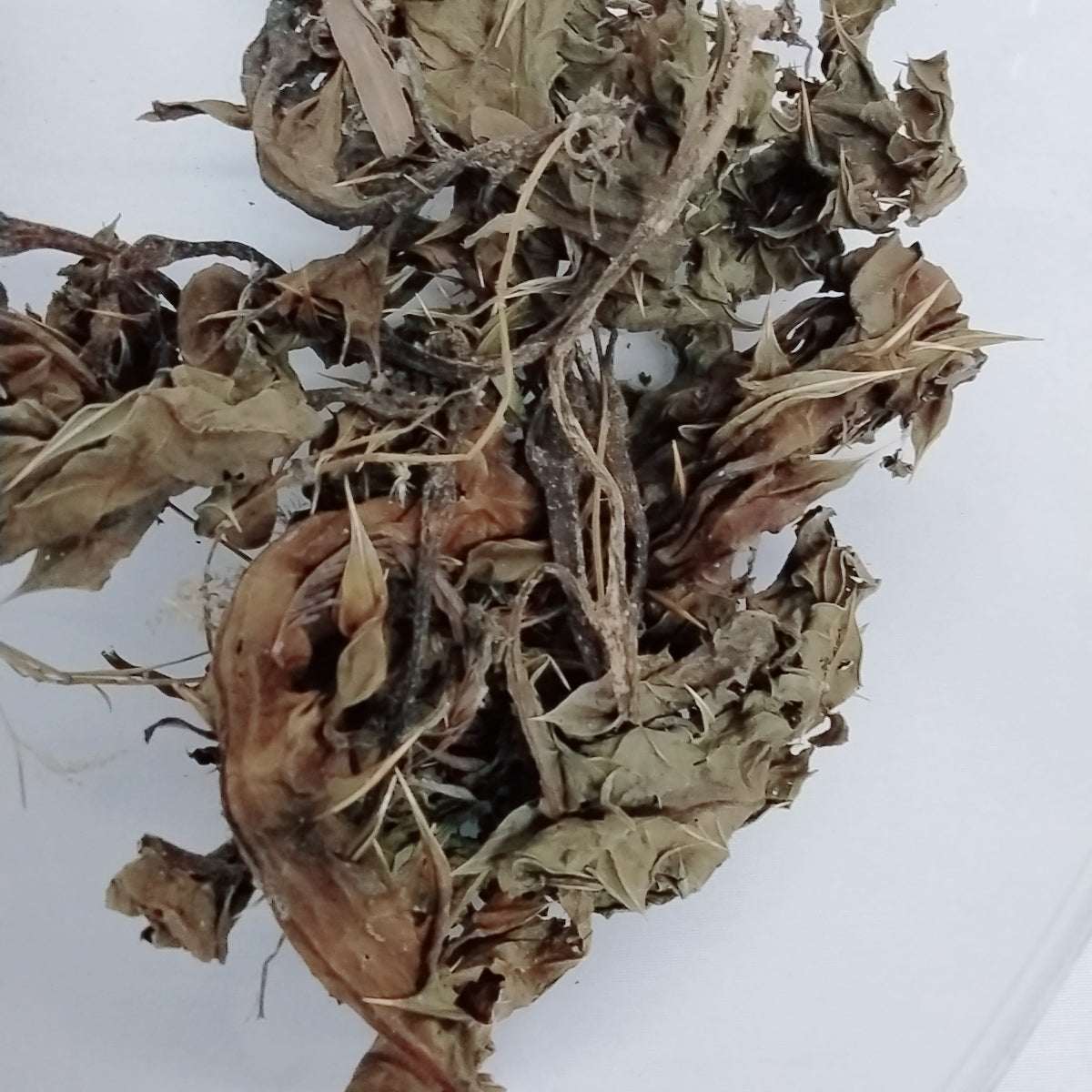 Ewe Mafowokan Omo Mi/Acanthus Montanus/Don't Touch My Child Herb