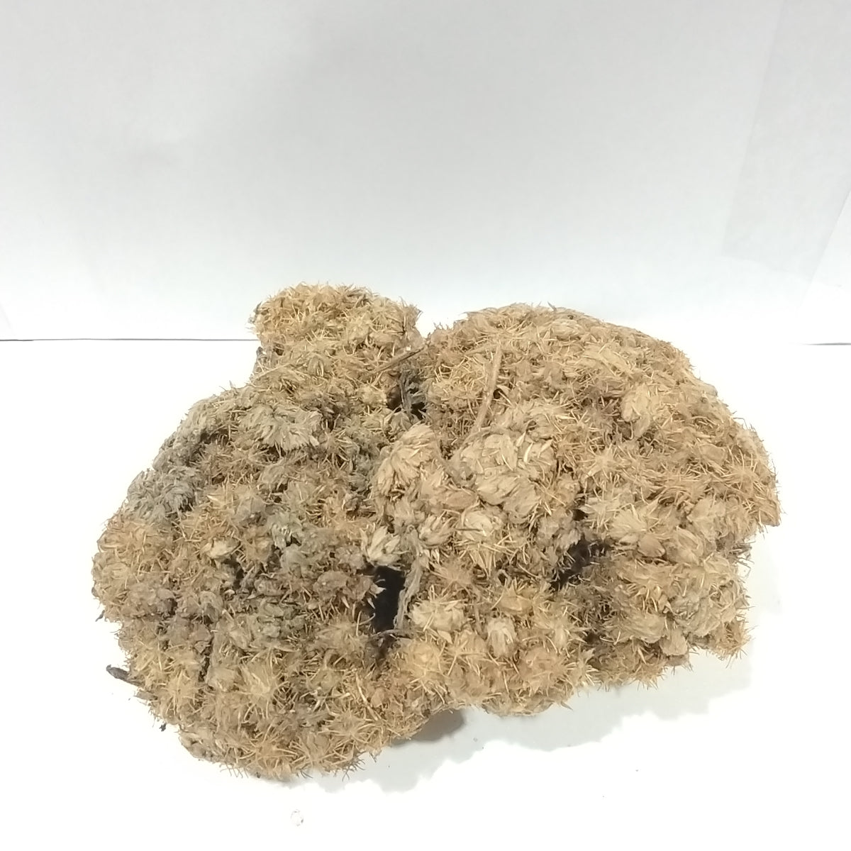 Emo Agbo/ Pupalia Lappacea