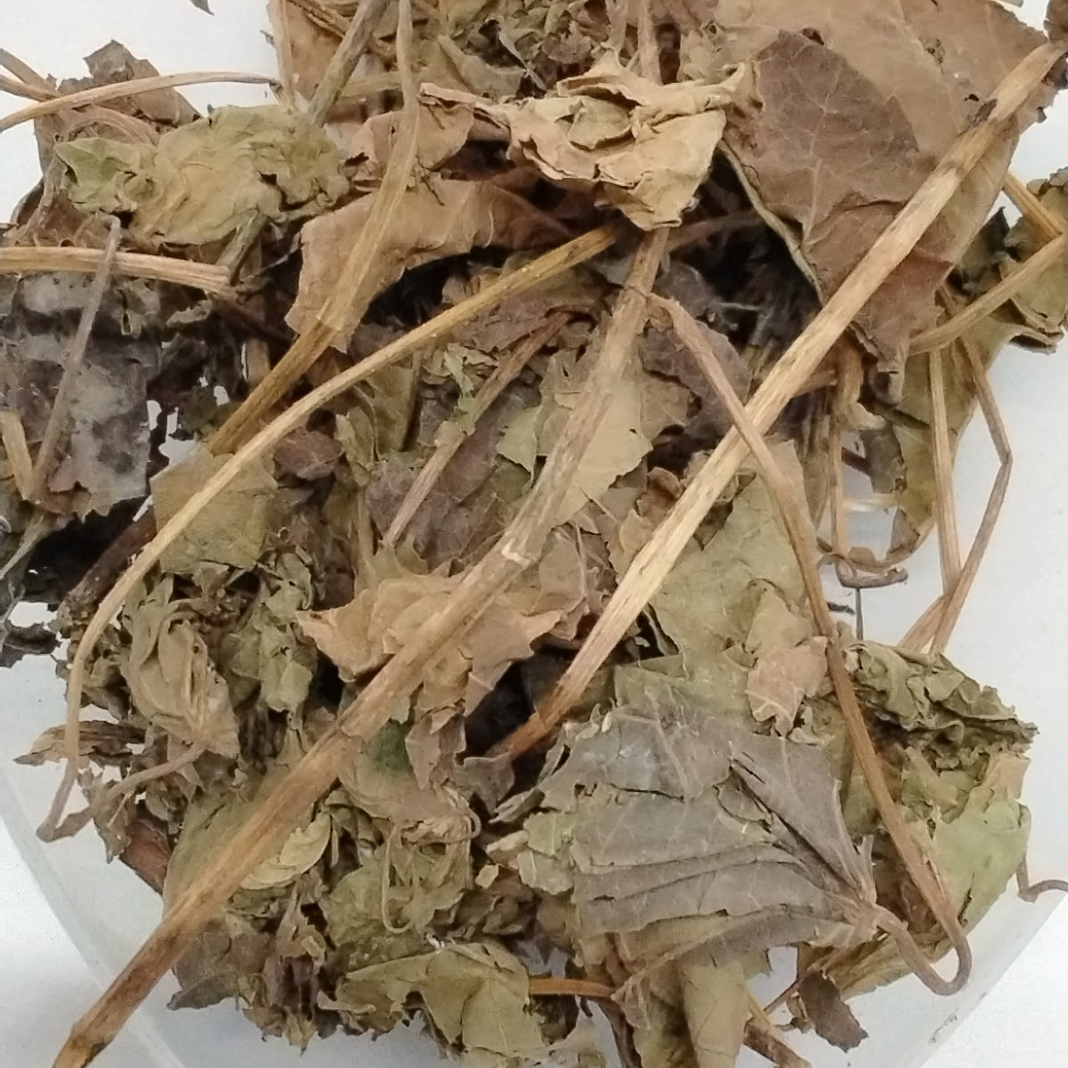 White Jatropha Curcas/Ewe Iyalode Funfun/Ewe Lapalapa Funfun/Ewe Botuje Funfun/African Dried Herbs