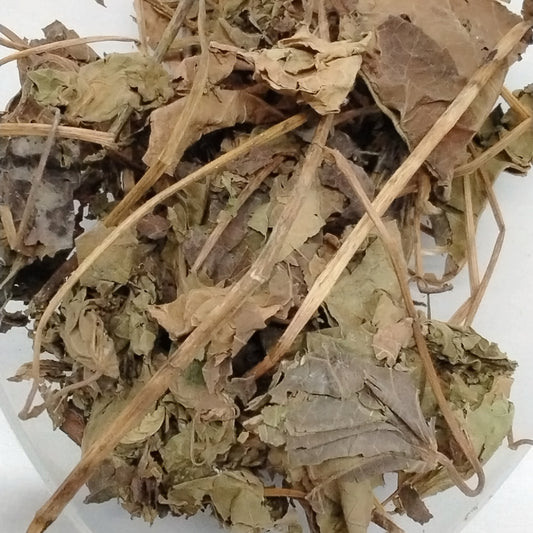 White Jatropha Curcas/Ewe Iyalode Funfun/Ewe Lapalapa Funfun/Ewe Botuje Funfun/African Dried Herbs