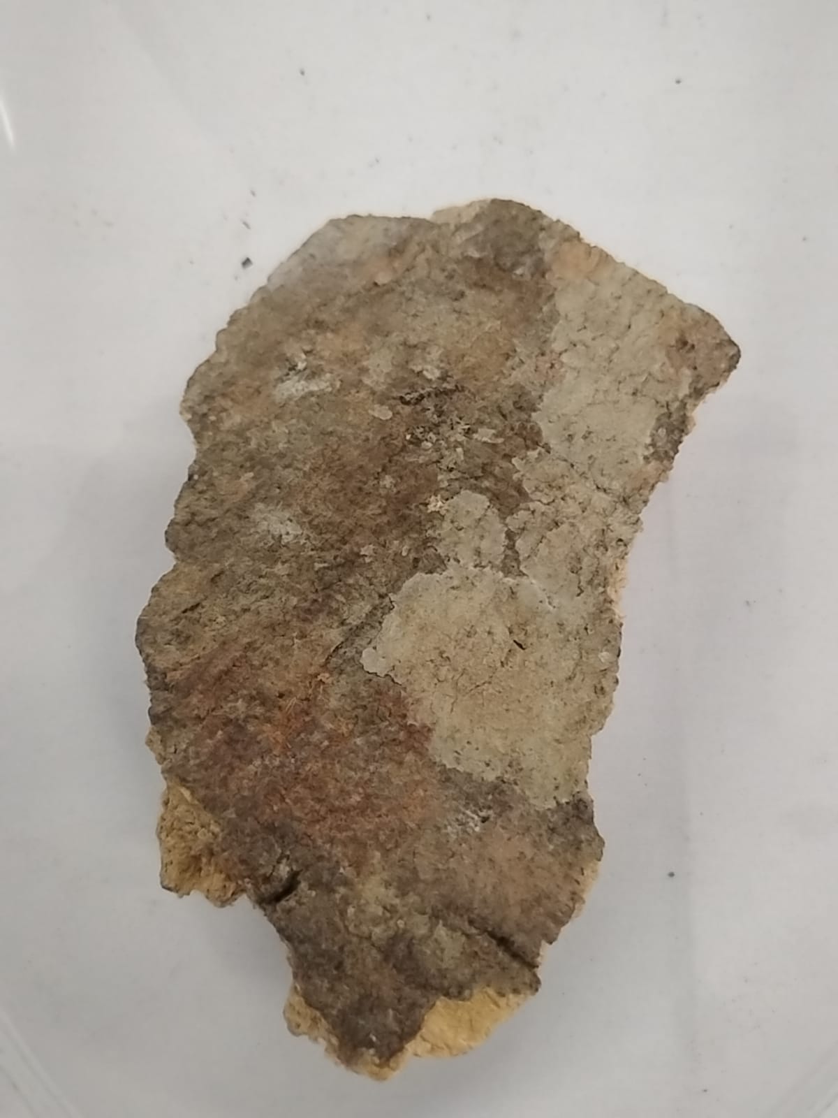 2.5oz Epo Orogbo/Bitterkola Tree Bark/Garcinia Afzelii Bark