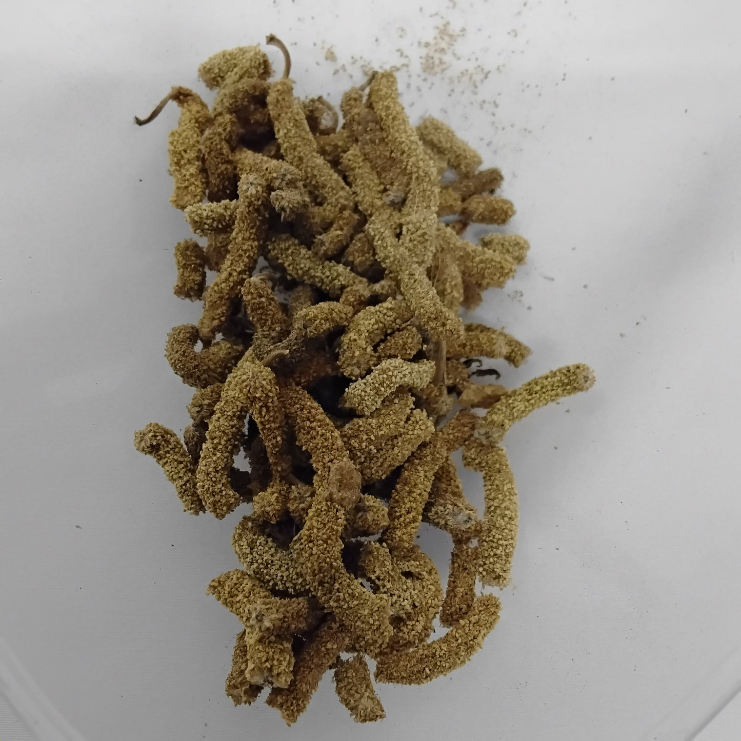 Eso Iroko/African Teak Tree Seeds/Milicia Excelsa Seeds/Mvule/Kambala/Odum