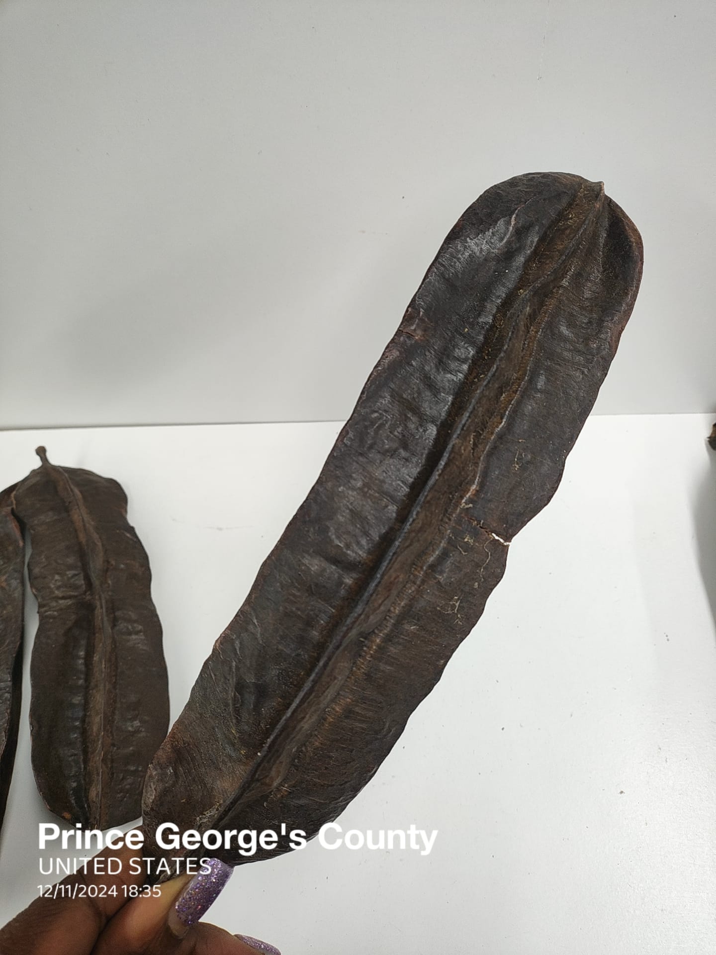 3pcs Aidan Onigun/Prekese/Uhio/TetrapleuravTetraptera Fruits