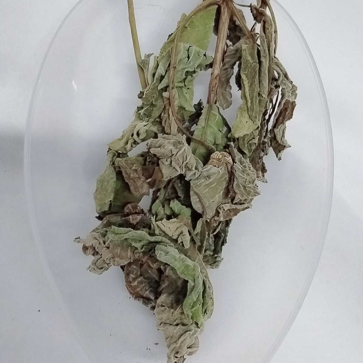 African Teak Dried Leaves/Ewe Iroko