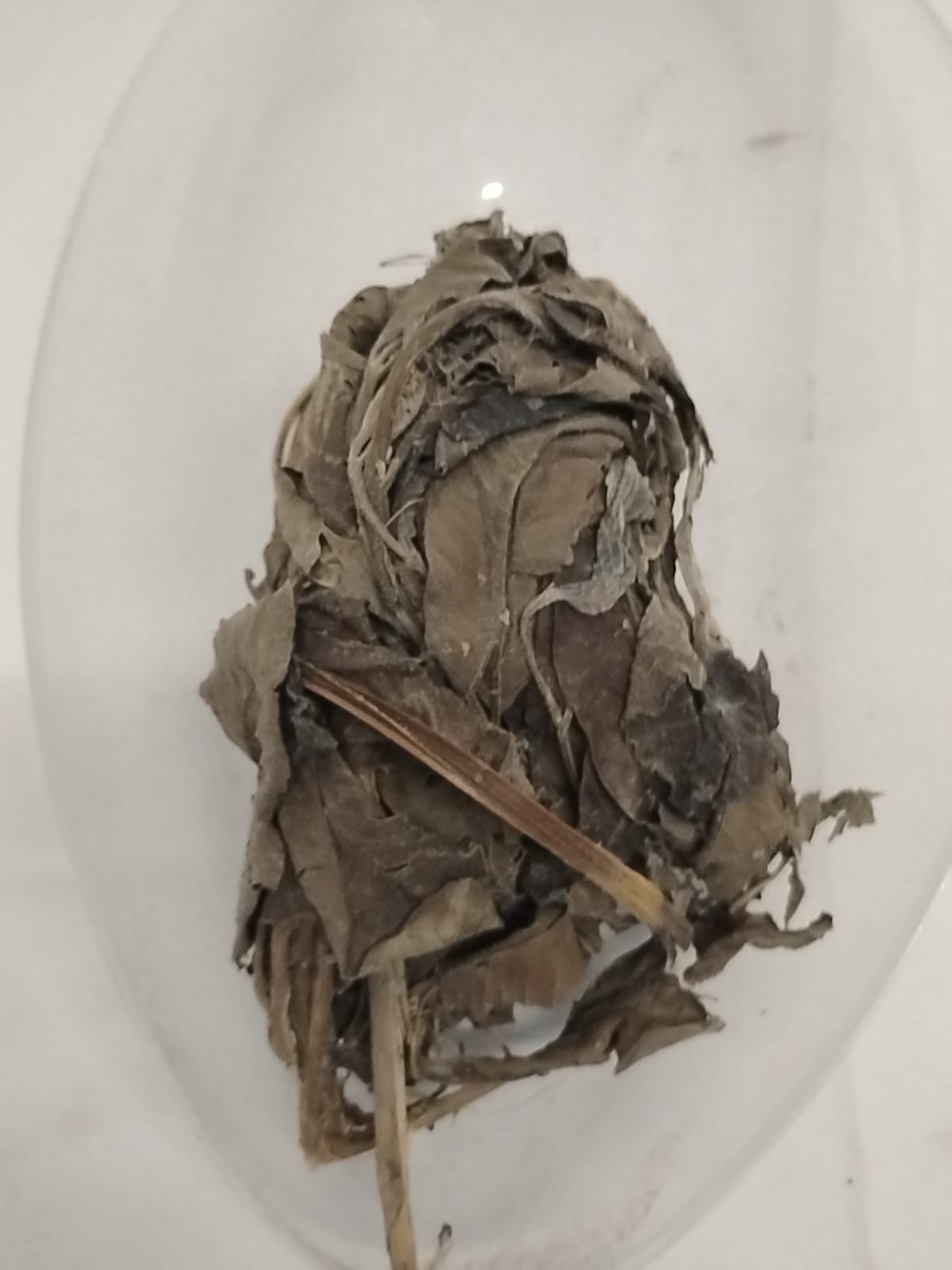Ewe Guava/African Dried Guava Leaves/Psidium Guajava