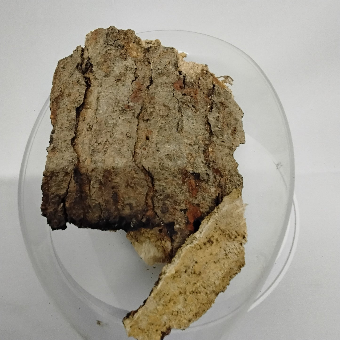 10oz Epo Iroko/ African Teak Bark/Milicia Excelsa  Bark/Orji/Kambala Dried Bark